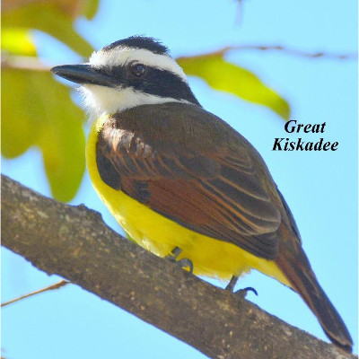 Great Kiskadee